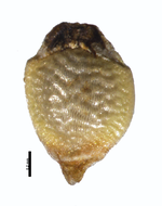 Nutlet of Rhynchospora nanuzae W. W. Thomas 11129 (NY00095247) Brazil 1