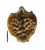 Nutlet of Rhynchospora perrieri Robinson 3698 (NY04384274) Brazil 1