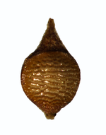 Nutlet of Rhynchospora reitzii (R. Reitz & R. Klein 2754 (NY00612820) Brazil 1
