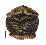 Nutlet of Rhynchospora rheophytica Amorim 564 (NY03231145) Brazil 1