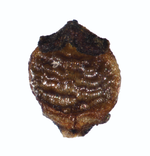 Nutlet of Rhynchospora riparia Davidse 17560 (NY01200675) Brazil 1