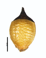 Nutlet of Rhynchospora roraimae Clarke 11767 (NY03108127) Guyana 1