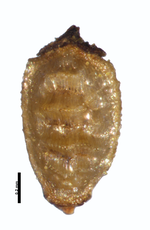 Nutlet of Rhynchospora sanariapensis Guanchez 372 (NY03108223) Venezuela 1