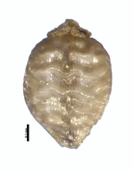Nutlet of Rhynchospora saxisavannicola Steyermark 131233 (NY03108253) Venezuela 1