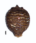 Nutlet of Rhynchospora seccoi C. R. Sperling et al. 5615 (NY01201011) Brazil 1