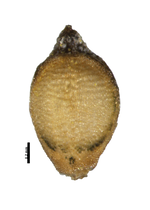 Nutlet of Rhynchospora serrana Cordeiro & Poliquesi 915 (US3682025) Brazil 1