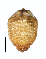 Nutlet of Rhynchospora spruceana Forzza 4679 (NY01018687) Brazil 1