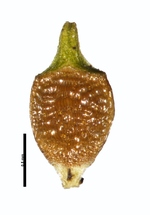 Nutlet of Rhynchospora subnipensis W. Thomas 15978 (NY03228080) Cuba 1