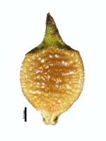 Nutlet of Rhynchospora subnipensis W. Thomas 15978 (NY03228080) Cuba 2