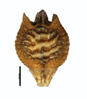 Nutlet of Rhynchospora tenerrima Wright 3407 (NY1298431) Brazil 1