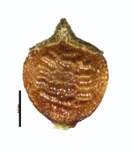 Nutlet of Rhynchospora tenuis Pedersen 7733 (NY03109027) Argentina 1