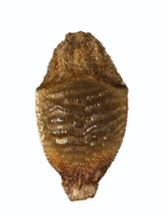 Nutlet of Rhynchospora waytii A. P. Duarte 5804 (NY00612920) Brazil 1