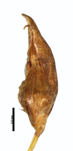 Spikelet of Rhynchospora tenuis subsp. austrobrasiliensis (NY00051587) Brazil 1