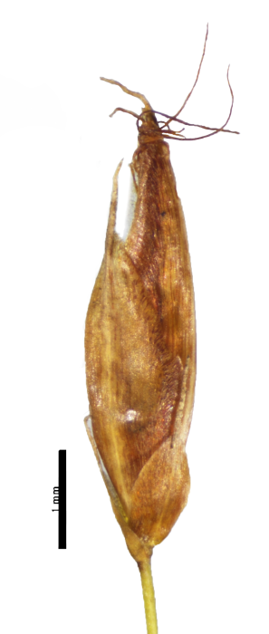 Spikelet of Rhynchospora belizensis R.F.C. Naczi 12124 (NY04260209) Belize 1 Spikelet of Rhynchospora belizensis R.F.C. Naczi 12124 (NY04260209) Belize 1