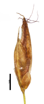 Spikelet of Rhynchospora belizensis R.F.C. Naczi 12124 (NY04260209) Belize 1