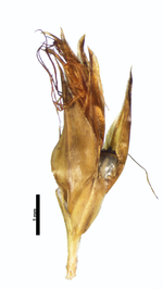 Spikelet of Rhynchospora brevirostris W. R. Anderson et al. 8031 (NY) Brazil 1