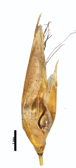 Spikelet of Rhynchospora caesionux H. S. Irwin 15955 (NY) Brazil 1