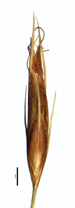 Spikelet of Rhynchospora castanea W. Thomas 16395 (NY) Brazil 1