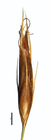 Spikelet of Rhynchospora castanea W. Thomas 16395 (NY) Brazil 1