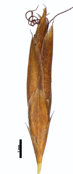 Spikelet of Rhynchospora chapadensis Harley s. n. (SPF37035) Brazil 1