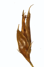 Spikelet of Rhynchospora confinis R. de Mello-Silva 11292 (NY00939344) Brazil 1