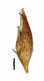 Spikelet of Rhynchospora depressirostris R. O. Woodbury s.n. (NY00826348) Puerto Rico 1