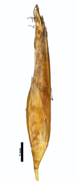 Spikelet of Rhynchospora elegantula W. R. Anderson 10101 (NY) Brazil 1