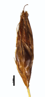 Spikelet of Rhynchospora emaciata Hatschbach 24011 (NY) Brazil 1