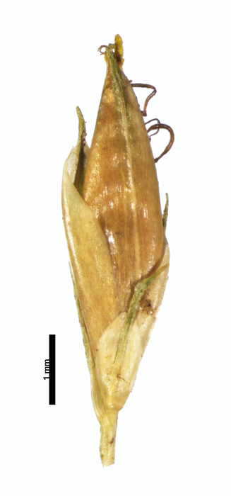 Spikelet of Rhynchospora fallax G. Cremers 15261 (NY04384304) French Guiana 1