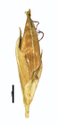 Spikelet of Rhynchospora fallax G. Cremers 15261 (NY04384304) French Guiana 1
