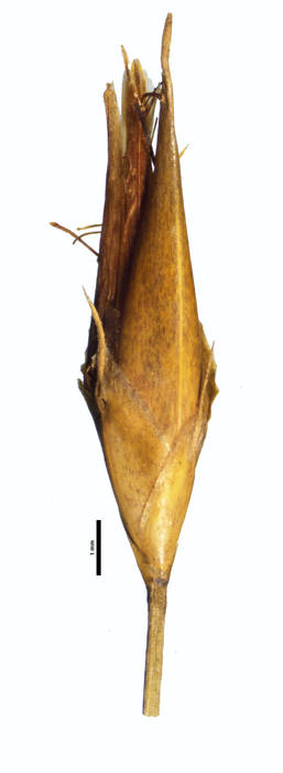 Spikelet of Rhynchospora filiformis T. J. Killeen 5380 (NY00661420) Bolivia 1 Spikelet of Rhynchospora filiformis T. J. Killeen 5380 (NY00661420) Bolivia 1