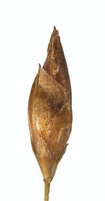 Spikelet of Rhynchospora gracillima Hall 913 (NY04384281) Ghana 1