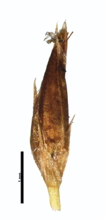 Spikelet of Rhynchospora harleyi Harley 19555 (NY03354457) Brazil 1