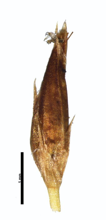 Spikelet of Rhynchospora harleyi Harley 19555 (NY03354457) Brazil 1