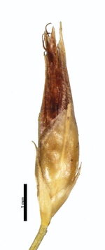 Spikelet of Rhynchospora junciformis Aymard 5023 (NY) 1