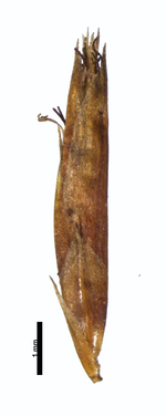 Spikelet of Rhynchospora nanuzae W. W. Thomas 11129 (NY00095247) Brazil 1