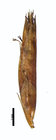 Spikelet of Rhynchospora nanuzae W. W. Thomas 11129 (NY00095247) Brazil 1