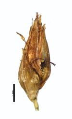 Spikelet of Rhynchospora perrieri Robinson 3698 (NY04384274) Brazil 1