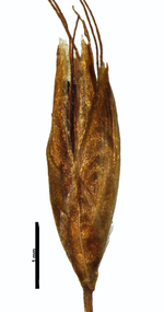 Spikelet of Rhynchospora reitzii (R. Reitz & R. Klein 2754 (NY00612820) Brazil 1