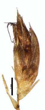 Spikelet of Rhynchospora rheophytica Amorim 564 (NY03231145) Brazil 1