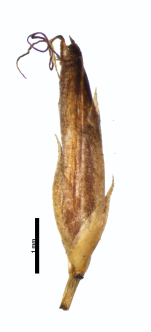 Spikelet of Rhynchospora riparia Davidse 17560 (NY01200675) Brazil 1