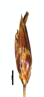 Spikelet of Rhynchospora roraimae Clarke 11767 (NY03108127) Guyana 1