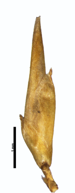 Spikelet of Rhynchospora sanariapensis Guanchez 372 (NY03108223) Venezuela 1
