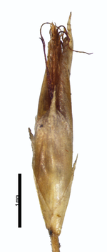 Spikelet of Rhynchospora saxisavannicola Steyermark 131233 (NY03108253) Venezuela 1