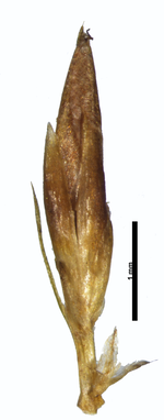 Spikelet of Rhynchospora seccoi C. R. Sperling et al. 5615 (NY01201011) Brazil 1