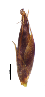 Spikelet of Rhynchospora serrana Cordeiro & Poliquesi 915 (US3682025) Brazil 1