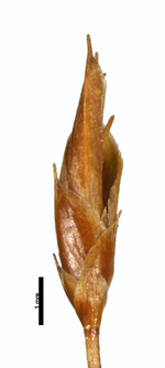 Spikelet of Rhynchospora spruceana Forzza 4679 (NY01018687) Brazil 1
