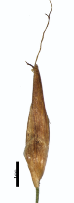 Spikelet of Rhynchospora subnipensis W. Thomas 15978 (NY03228080) Cuba 1