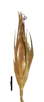 Spikelet of Rhynchospora tenerrima Wright 3407 (NY1298431) Brazil 1