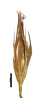Spikelet of Rhynchospora tenerrima Wright 3407 (NY1298431) Brazil 1